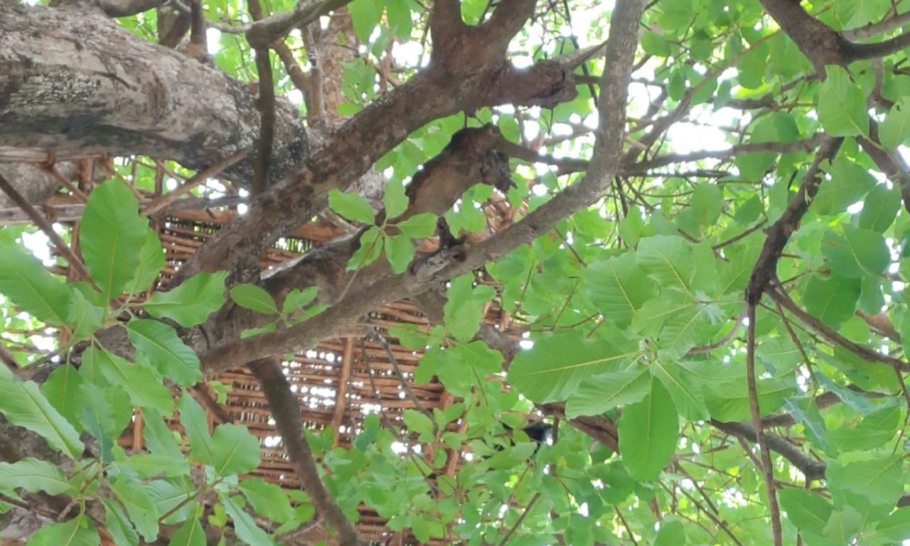 tree_house_1